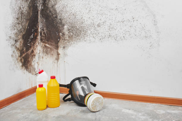 Reliable Belvedere, CA Mold Removal Solutions
