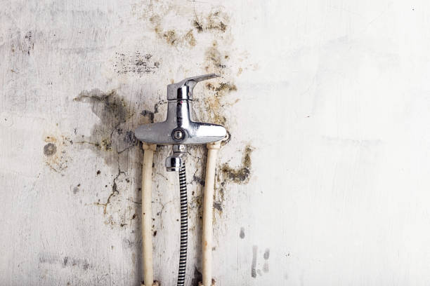 Best Office Mold Removal Services  in Belvedere, CA