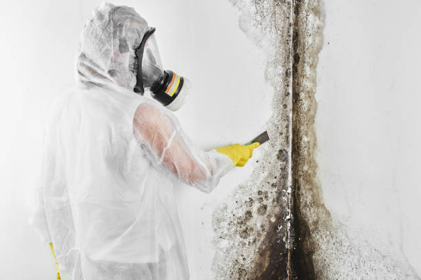 Best Mold Damage Repair  in Belvedere, CA