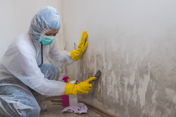 Best Mold Testing  in Belvedere, CA