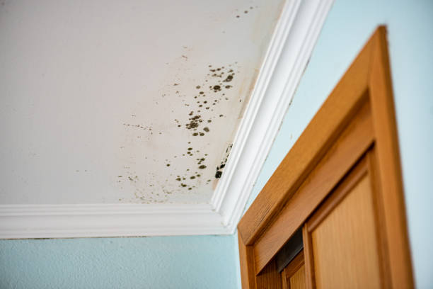 Best Mold Removal Specialists  in Belvedere, CA