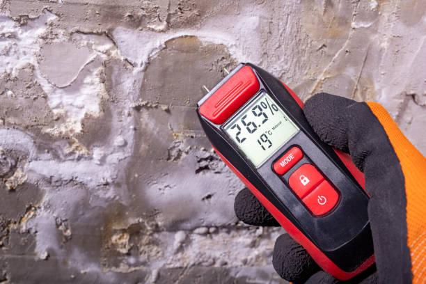 Best Fast Mold Removal  in Belvedere, CA