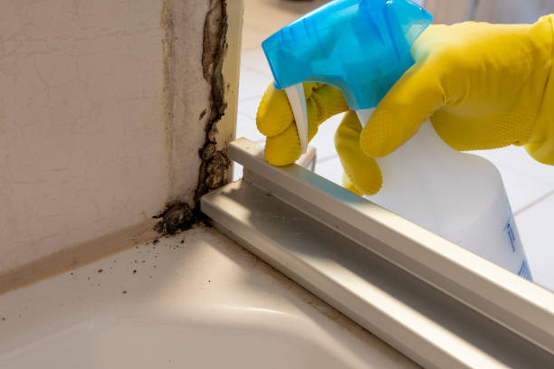 Best Local Mold Removal Service  in Belvedere, CA