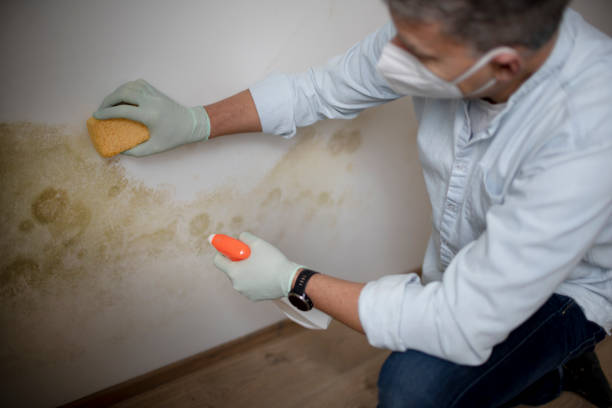 Best Black Mold Removal  in Belvedere, CA
