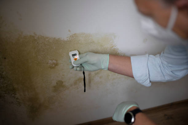 Best Local Mold Removal Service  in Belvedere, CA
