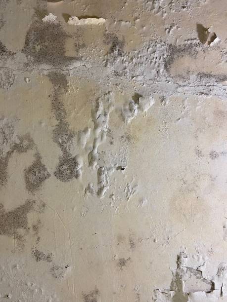 Best Mold Cleaning Services  in Belvedere, CA