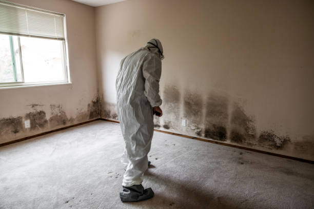 Best Mold Removal Near Me  in Belvedere, CA