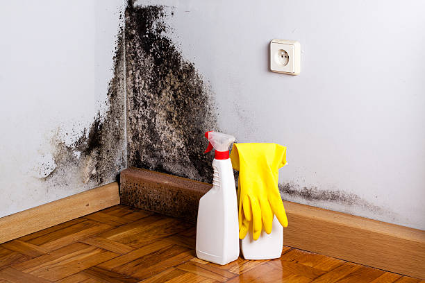 Best Mold Testing  in Belvedere, CA