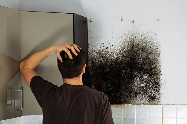 Best Residential Mold Removal  in Belvedere, CA