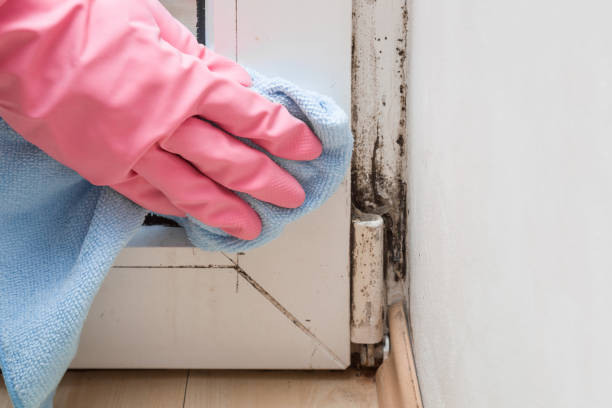 Best Certified Mold Removal  in Belvedere, CA
