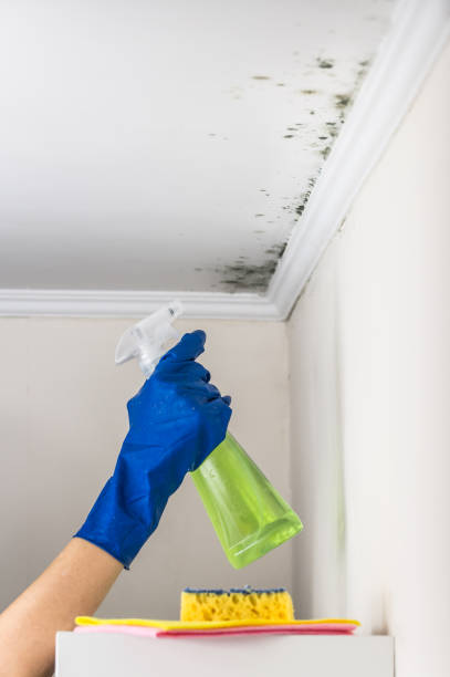 Best Attic Mold Removal  in Belvedere, CA