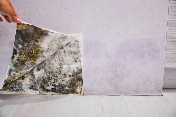 Best Commercial Mold Removal  in Belvedere, CA